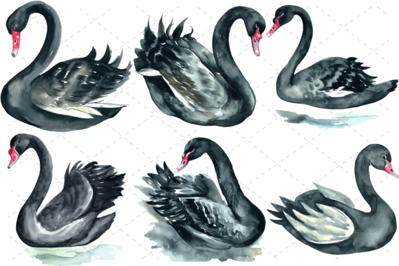 Black Swan Watercolor Graphics for Elegant Branding